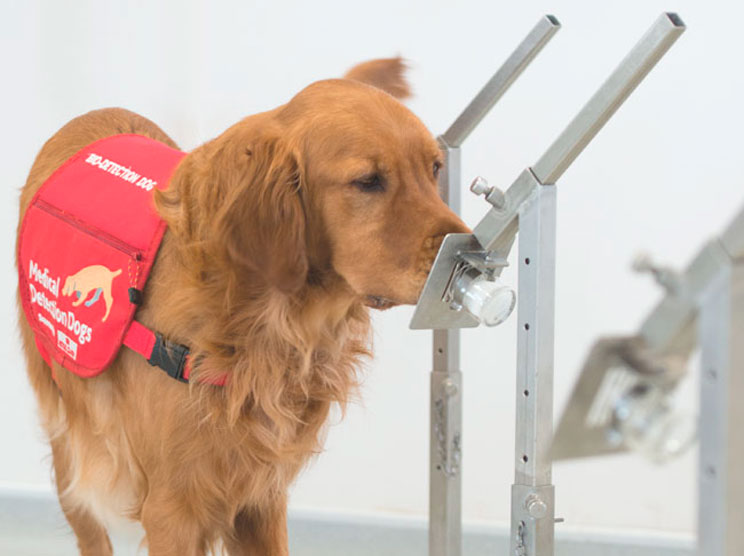 Perros que son capaces de detectar la malaria oliendo calcetines