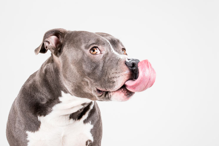 Trastornos alimenticios en perros: Conoce las causas y cómo evitarlos
