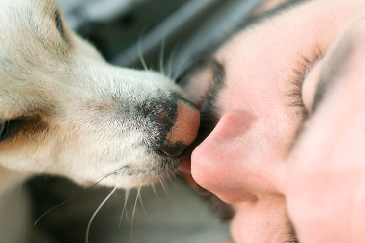 ¿Tu perro te lame? ¡Este es el motivo!