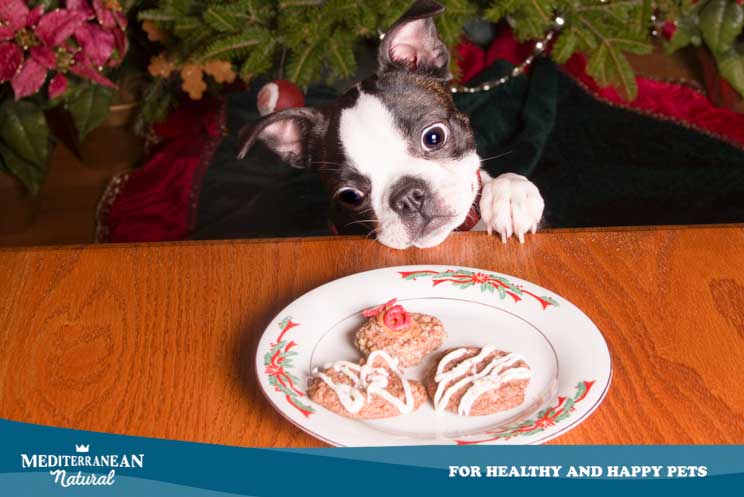 12 consejos de seguridad y bienestar para perros en Navidad