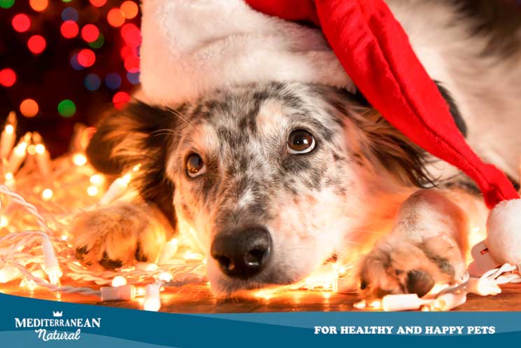 12 consejos de seguridad y bienestar para perros en Navidad