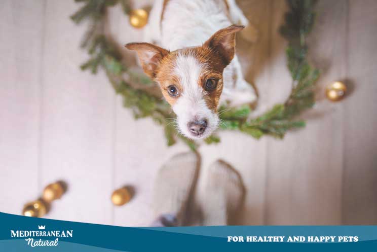 12 consejos de seguridad y bienestar para perros en Navidad