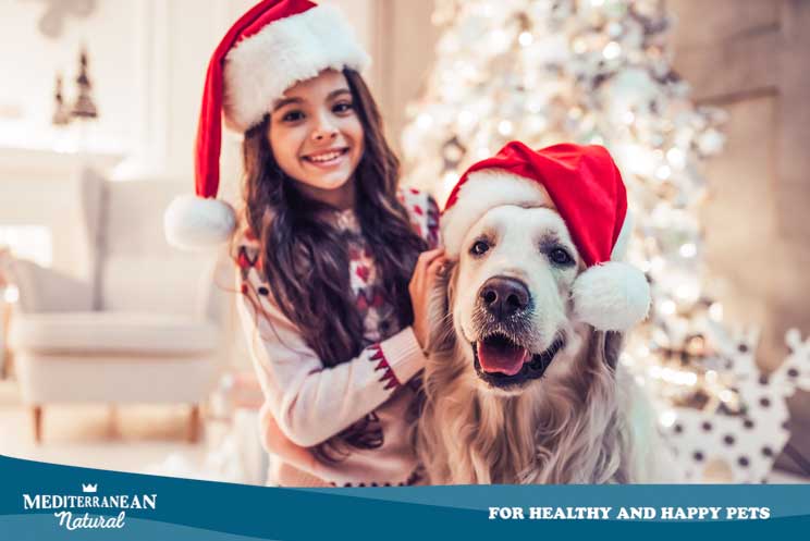 12 consejos de seguridad y bienestar para perros en Navidad