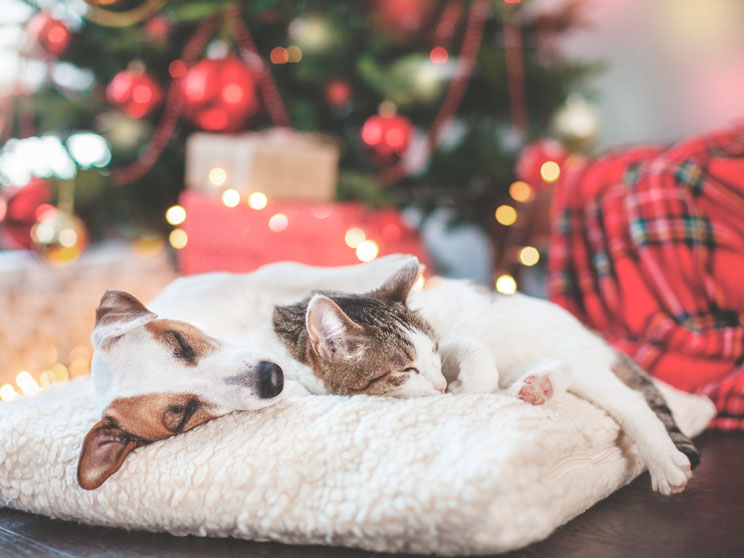 3 plantas de Navidad peligrosas para perros y gatos
