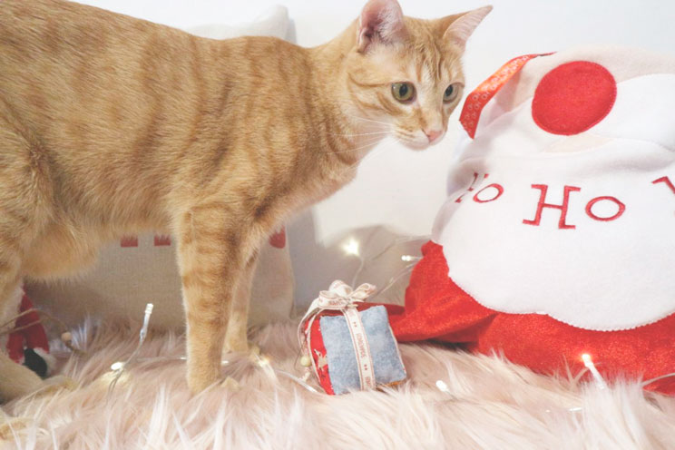 ¡Evita el peligro! Disfruta de una Navidad sin sustos junto a tu gato