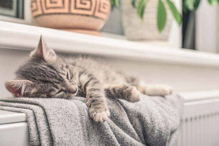 Cómo afecta el frío a los gatos: Consejos para protegerlos