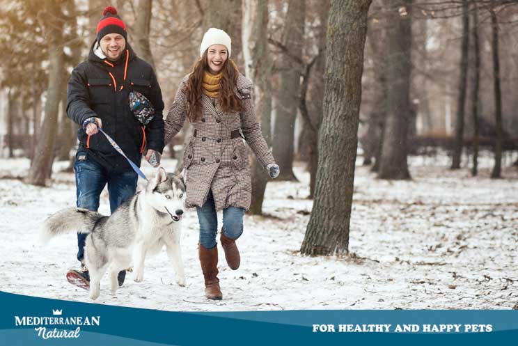 Cuidados del perro en invierno