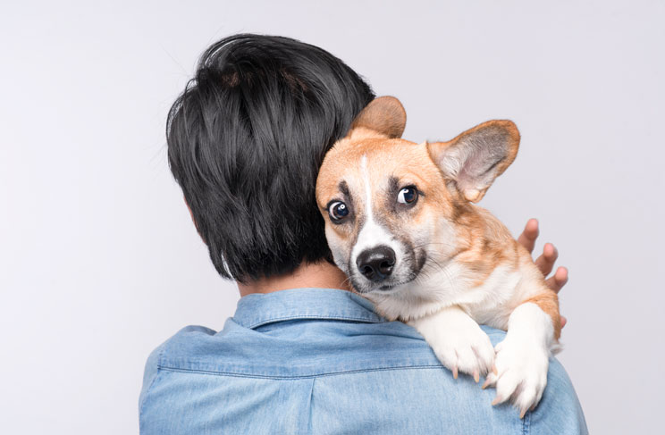 Cómo ayudar a un perro con miedo a ruidos fuertes