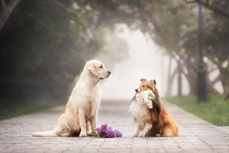 ¿Elegir un perro macho o hembra? Diferencias en carácter y comportamiento