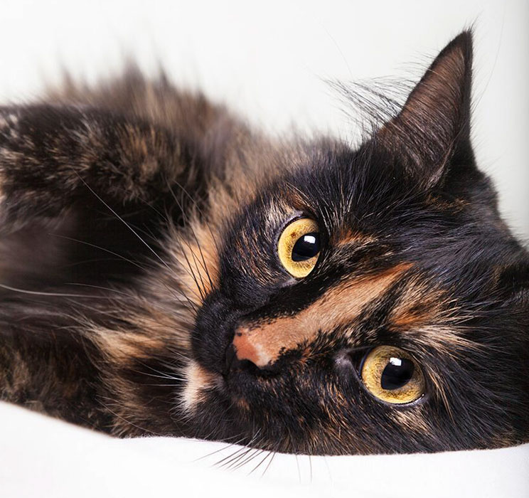 Curiosidades de las gatas tricolor ¿Por qué son hembras en su mayoría?