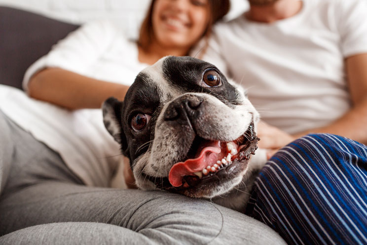 Más de la mitad de los dueños de perros dejarían a su pareja si a su perro no le agradara