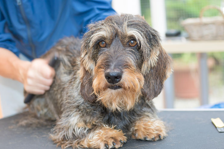 Stripping: la técnica de peluquería para perros de pelo duro