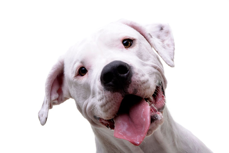 Guía completa de las razas de perros: Dogo Argentino