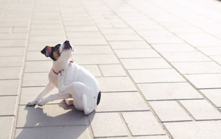 Mi perro tiene pulgas ¿Qué hago?