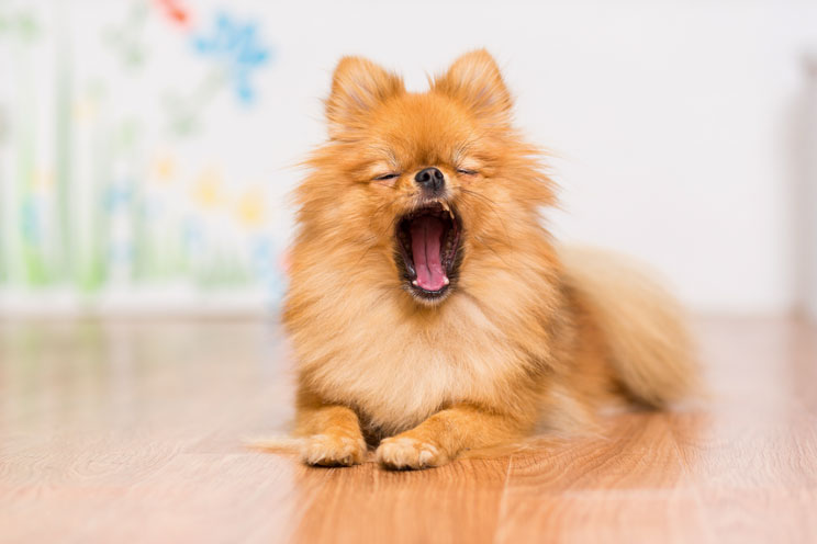 11 señales de estrés en perros ¡Aprende a identificarlas!