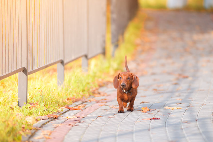 Cómo encuentran el camino a casa los perros perdidos o abandonados