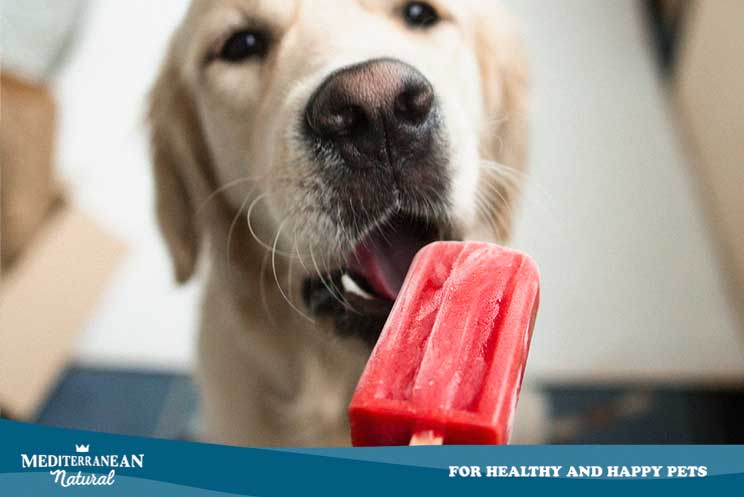 8 frutas frescas que los perros pueden comer en verano