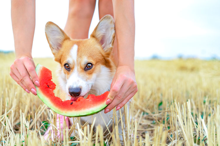 8 frutas frescas que los perros pueden comer en verano