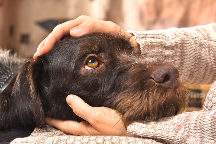 Investigación: los perros han desarrollado musculatura en el ojo para inspirar ternura en los humanos