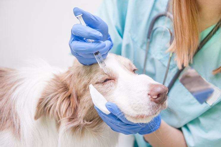 Cómo limpiar correctamente los ojos de mi perro