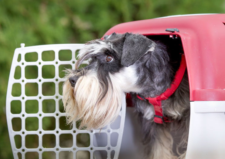 Tutorial de adiestramiento: Cómo enseñar a un perro a estar tranquilo en el transportín