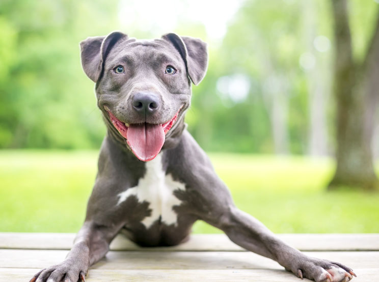 Mediterranean natural | Guía completa las razas de perros: Pit Bull Terrier Americano