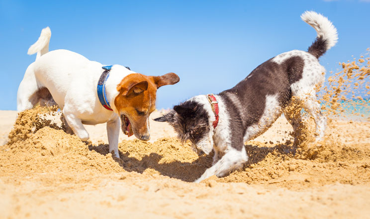 ¿Por qué mi perro escarba en todas partes?