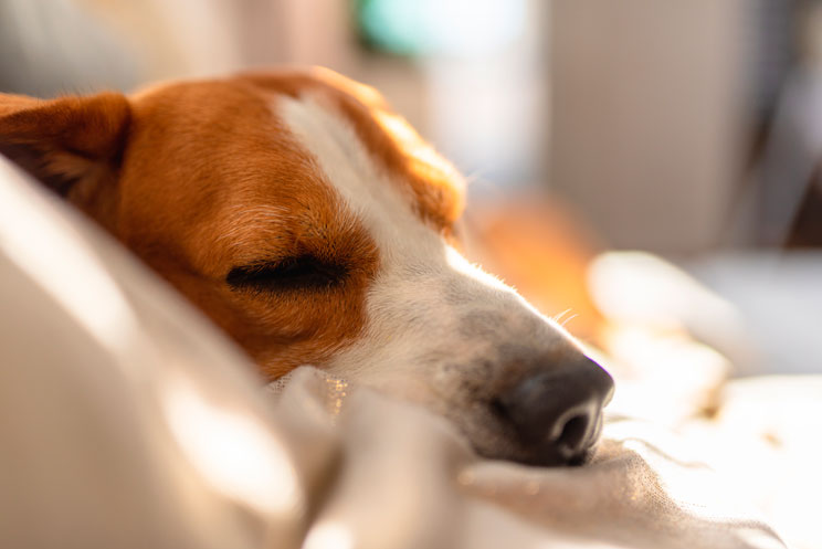 ¿Por qué mi perro se tumba al sol aunque haga mucho calor?