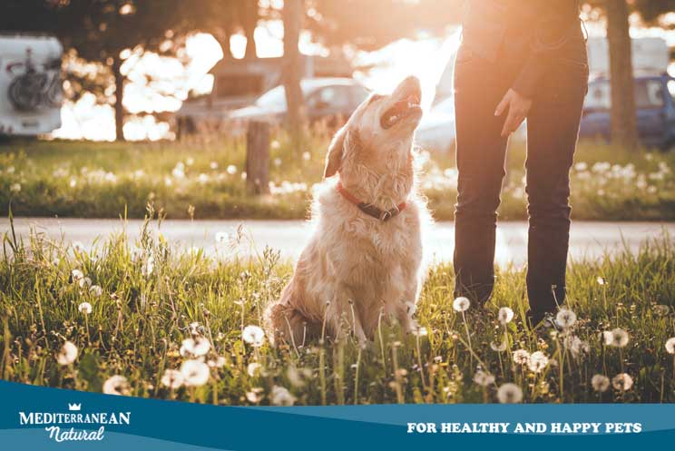 ¿Por qué mi perro se tumba al sol aunque haga mucho calor?