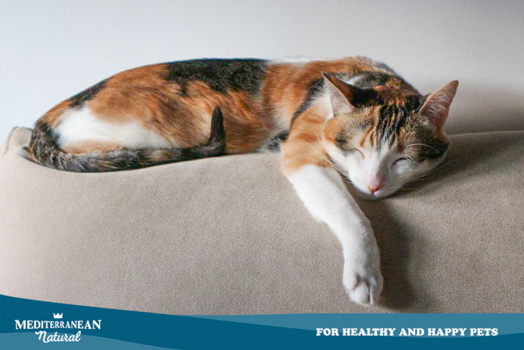 Mediterranean natural | ¿Cuánto tiempo duerme un gato? ¿Por qué puede cambiar su de sueño?