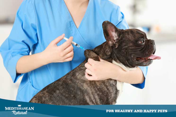 Infección por coronavirus: ¿Cómo afecta a un perro? ¿Cómo evitarlo y tratarlo?