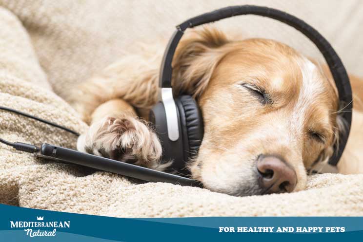 Música para perros: Crea una playlist con Spotify en función de su personalidad