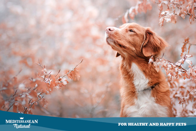 Guía completa de las razas de perros: Toller o Retriever de Nueva Escocia