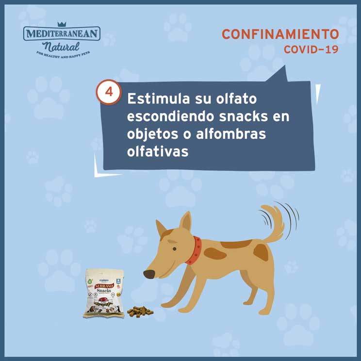 9 consejos para ayudar a tu perro a sobrellevar el confinamiento