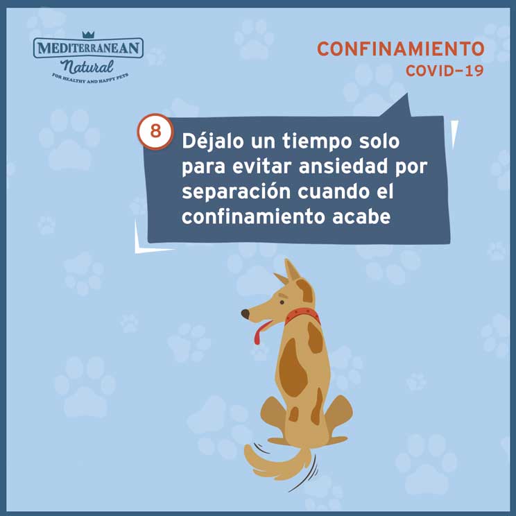 9 consejos para ayudar a tu perro a sobrellevar el confinamiento