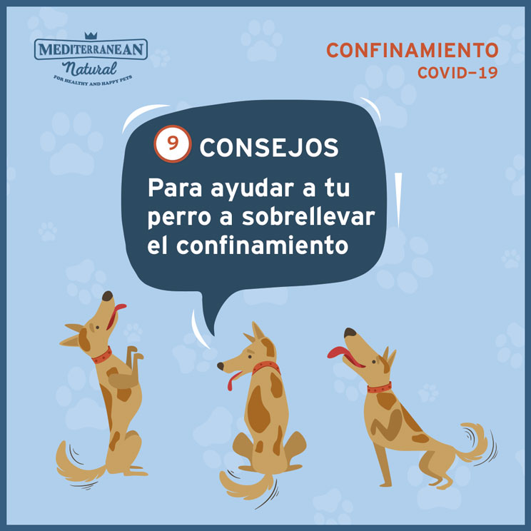 9 consejos para ayudar a tu perro a sobrellevar el confinamiento