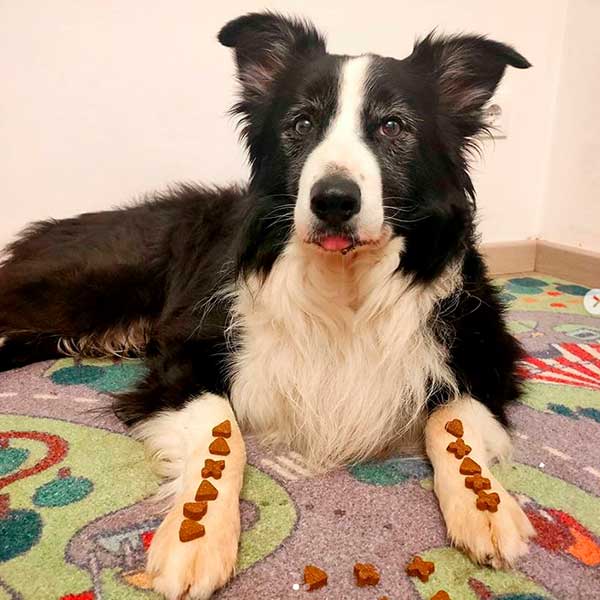 Hiro bordercollie y Tapas Gourmet de pato