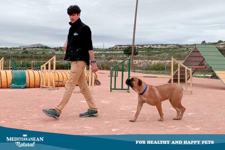 Tutorial de adiestramiento: Cómo enseñar a un perro a que nos siga sin correa