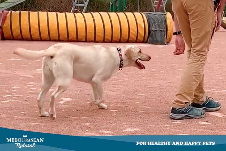 Tutorial de adiestramiento: Cómo enseñar a un perro a que nos siga sin correa
