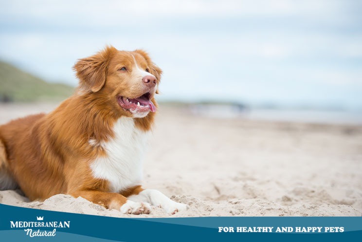 Protege a tu perro del sol en verano: su salud lo agradecerá