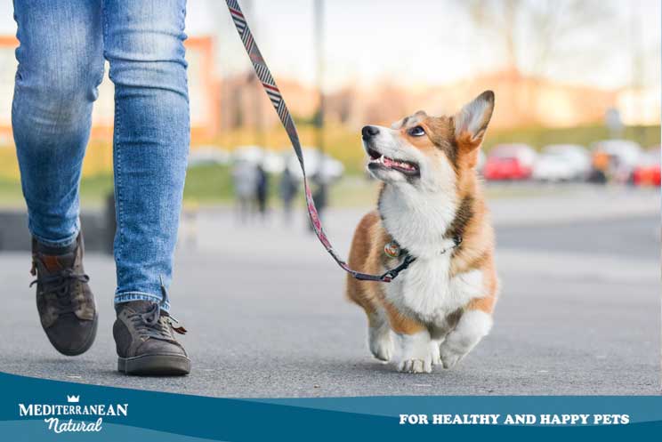 Protege a tu perro del sol en verano: su salud lo agradecerá