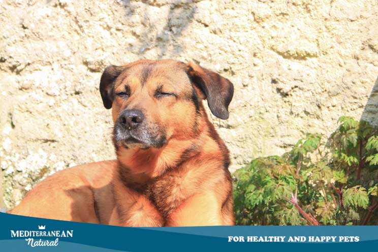 Protege a tu perro del sol en verano: su salud lo agradecerá