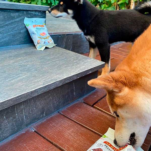 Spanish Shibas comiendo serrano snacks para perros de Mediterranean Natural