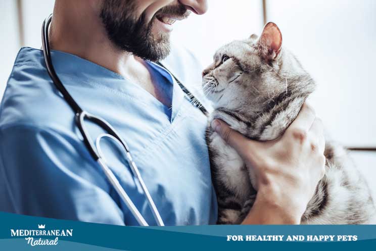 Gatos con artrosis: síntomas, diagnóstico, cuidados y tratamiento