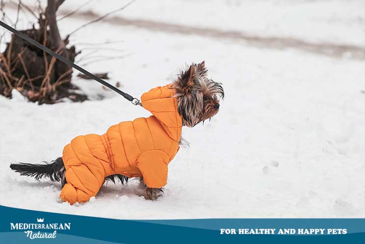 Cuidados del perro en invierno