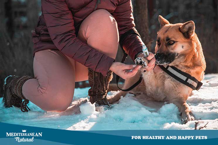 Cuidados del perro en invierno