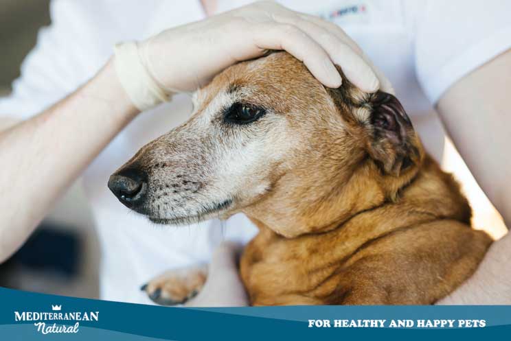 How do I know if my dog ​​has dementia? What is your treatment?