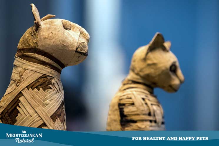 ¿Qué animales tenían los egipcios como mascota?