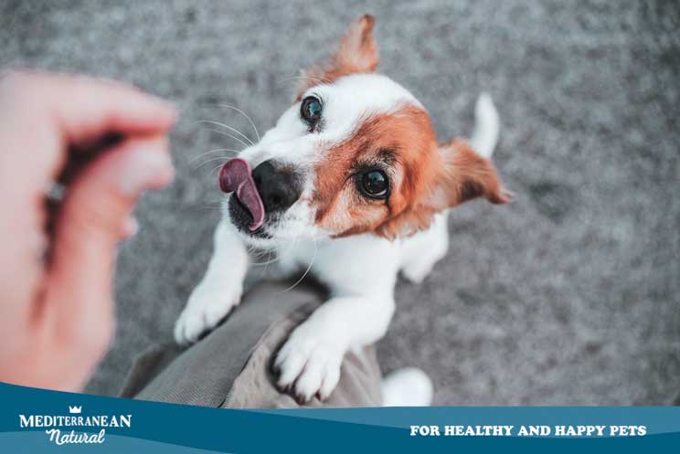 Cómo influye la alimentación en la educación de un perro