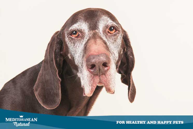 How to keep an older dog healthy